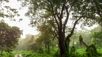 Discover the Wild and the Peaks of Nepal: