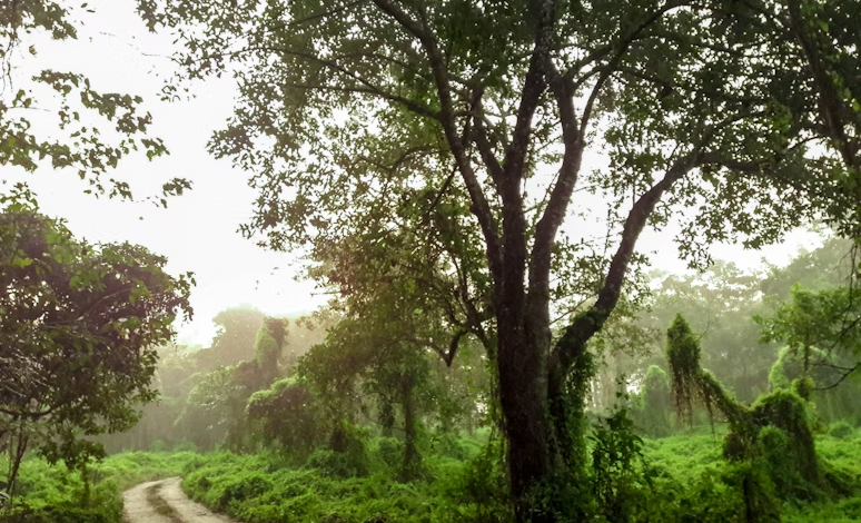 Discover the Wild and the Peaks of Nepal: